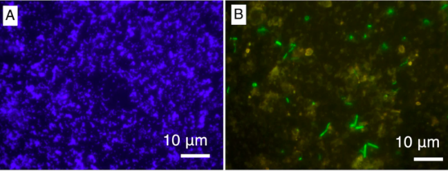 Microbi - Colonizzazione microbica esistente nelle vene riempite di minerali in rocce ignee di 2 miliardi di anni fa del complesso igneo del Bushveld, Sudafrica. (A) Immagini con ingrandimento di 1000 volte di microsfere fluorescenti e (B) cellule microbiche colorate con Sybr Green. Crediti: Microbial Ecology